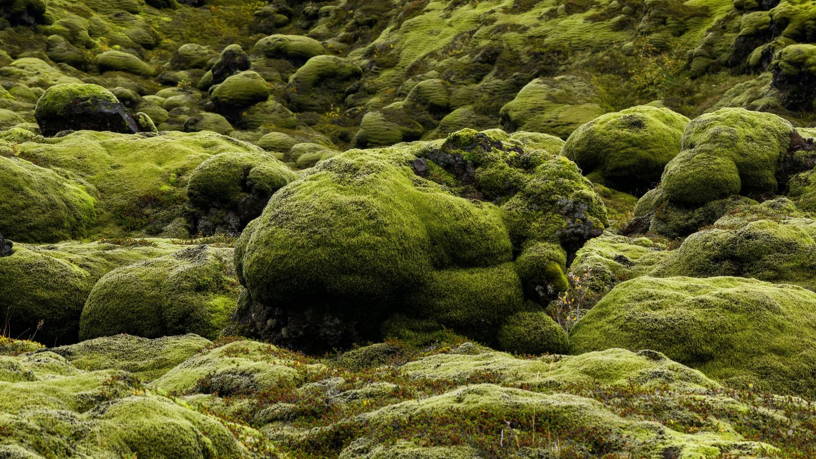 Íslenskt hraunlandslag þakið grænum mosa